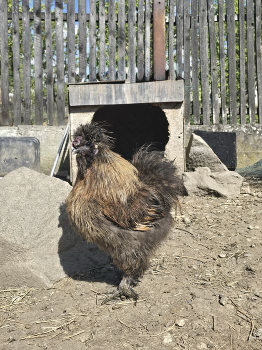 Cocosi De Matase Japonesa