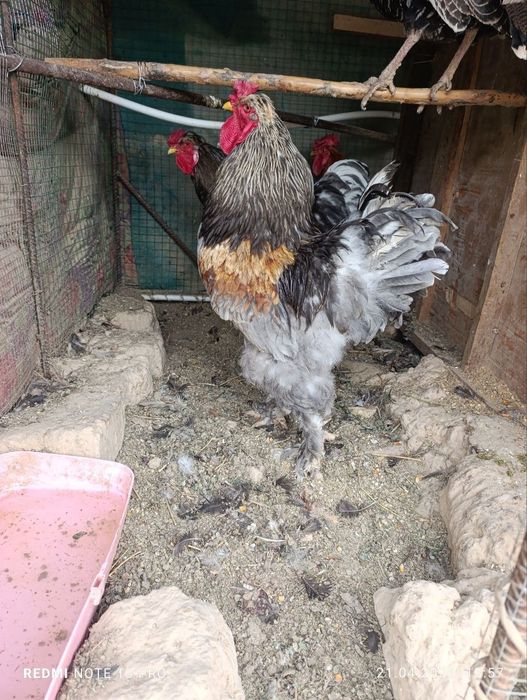 2 ta brama 1 ta oddiy xöroz