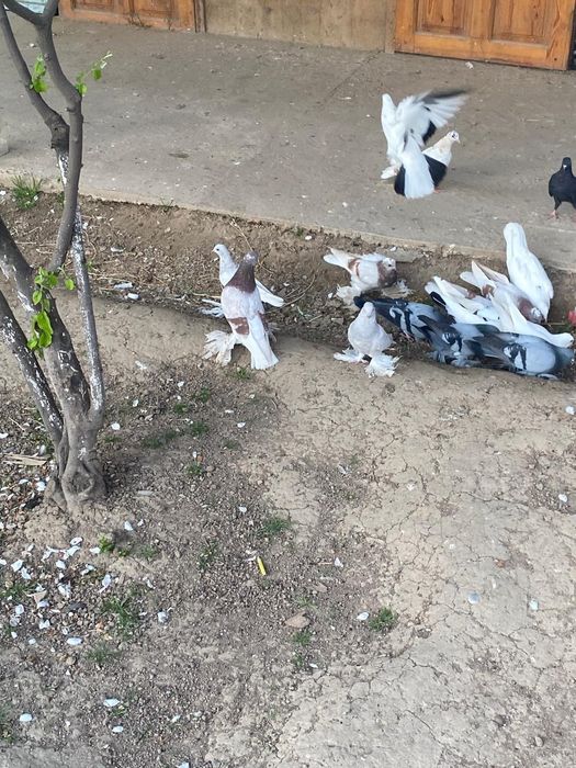 Голуби   есть разные