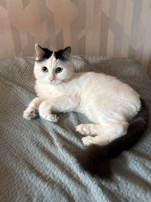 Отдам добрую кошечку