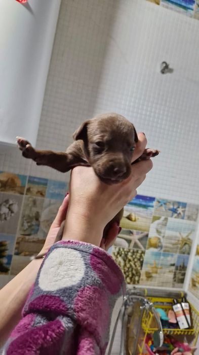 Продам Щенков Питбуля!