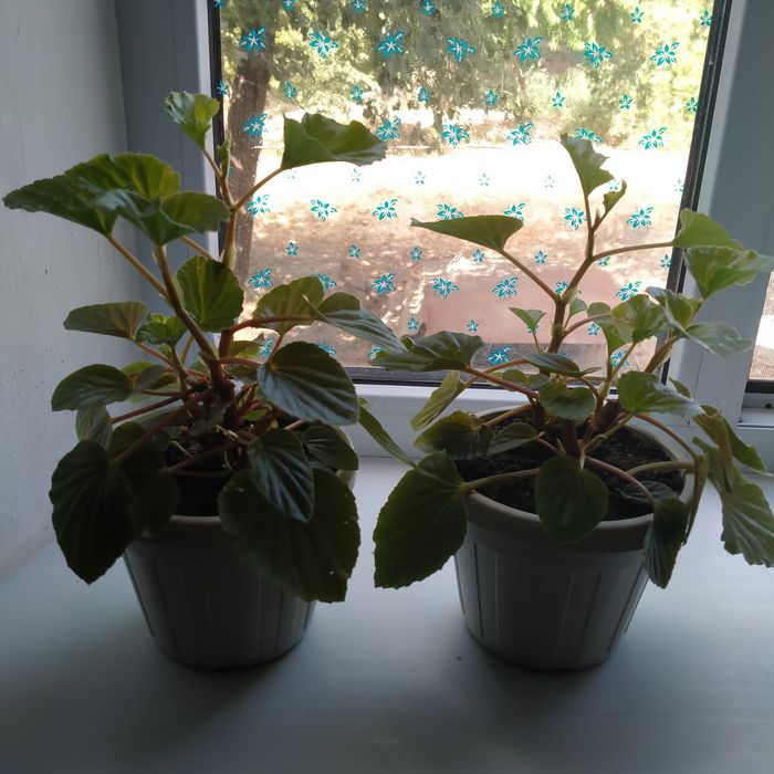 Бегония вечноцветущая