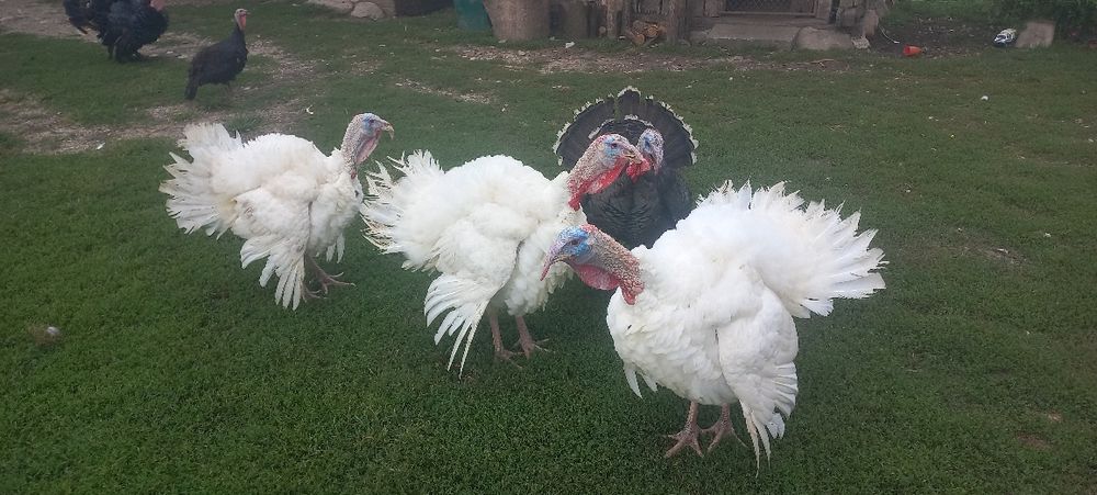 Curcani crescuți  Cu Grăunte Naturale