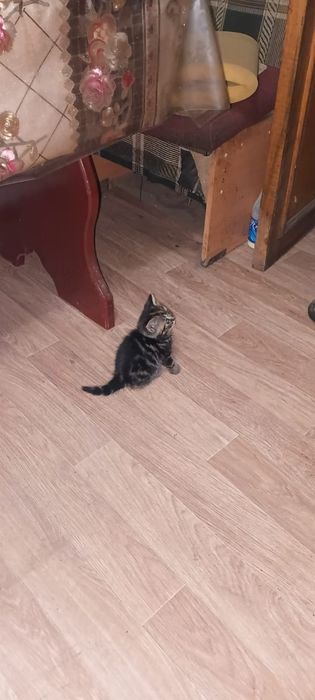 Котята британские
