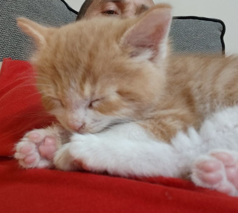 Малки котенца си търсят дом
