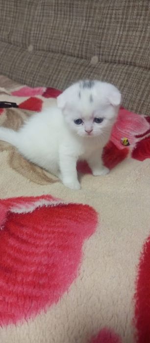 Котёнок ищет дом