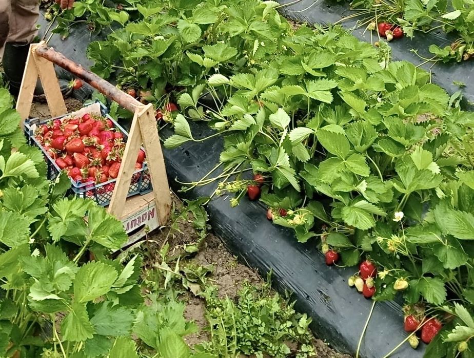 Stoloni Clery și Joly