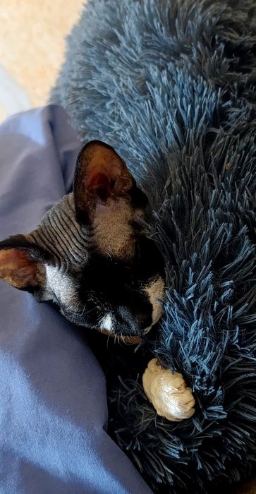 Отдам кошку сфинкс