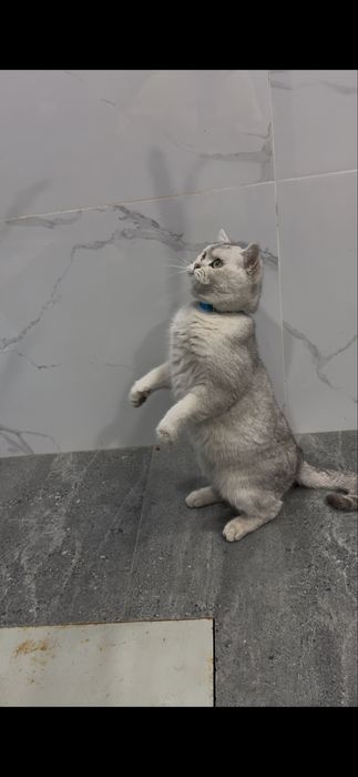 Британская серебристая шиншилла мальчик ny11