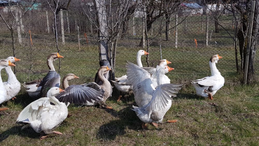 Vindem Gaste si Gascani