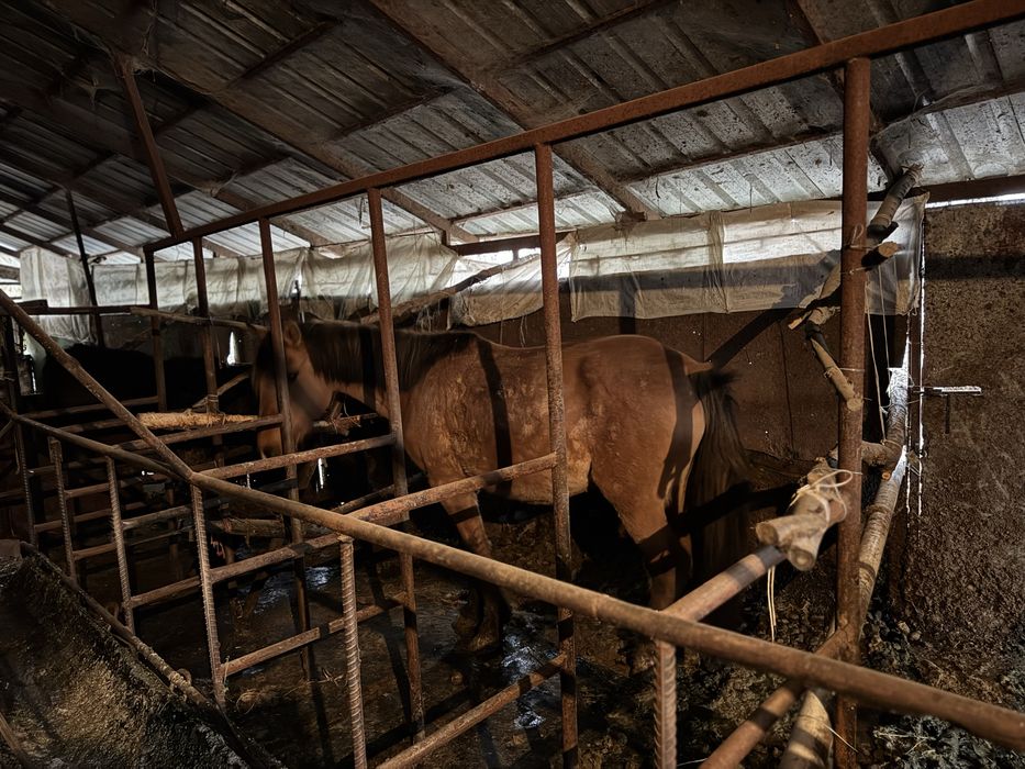 Продаеться кобыла