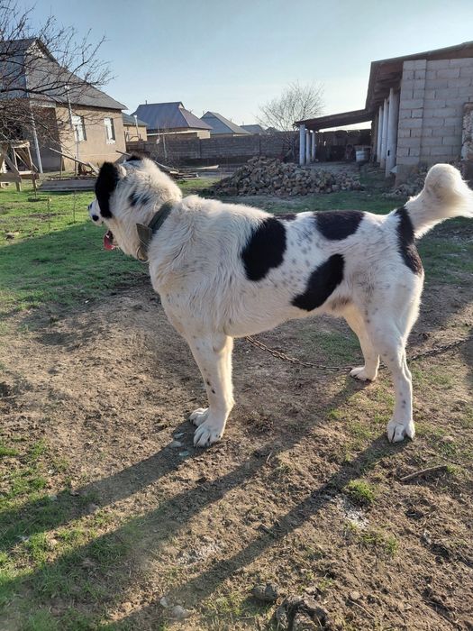 Алабайчик собака