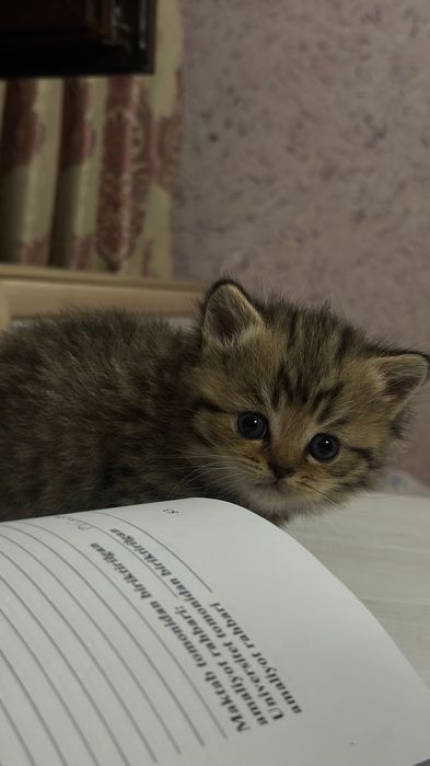 Котенок девочка, метис