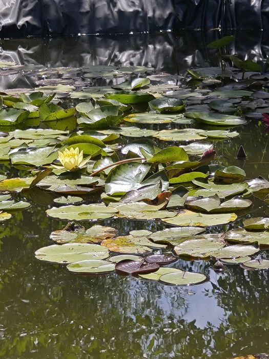 Продавам водни лилии