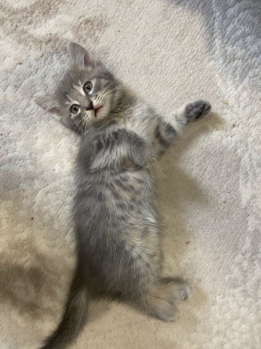 Отдам котенка бесплатно