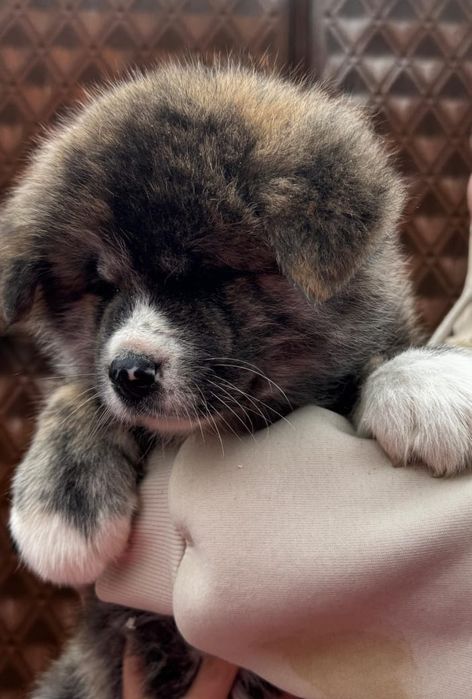 Акита-Ину щенки  продам