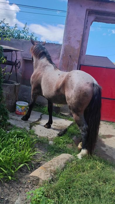 Vând armăsar semi greu 4 ani