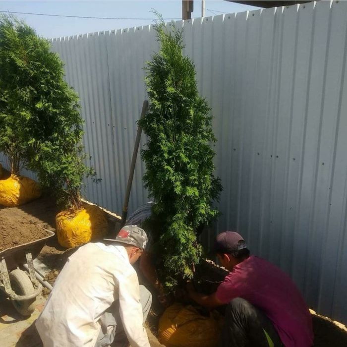 Туя смарагд пиррамидальная