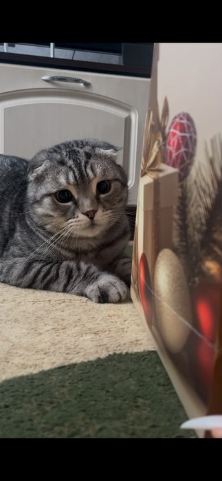 Продам котят мальчики девочки