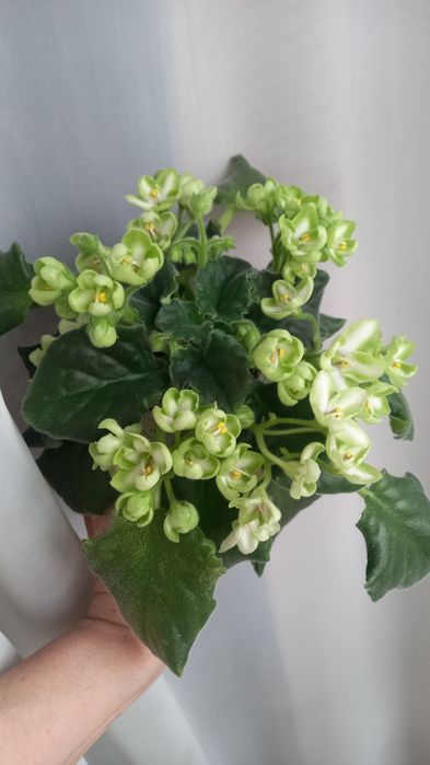 Фиалки сортовые.