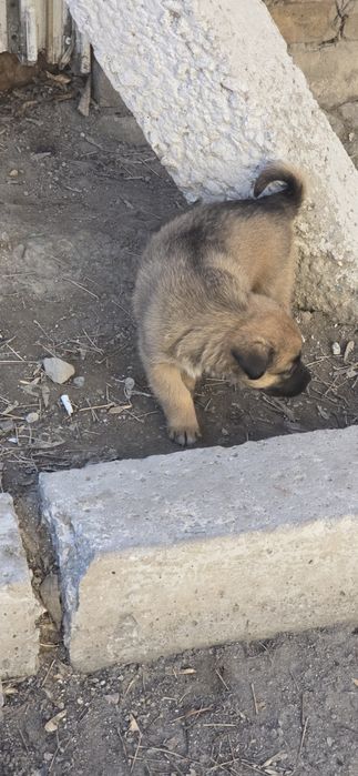 Отдам щенков в хорошие руки