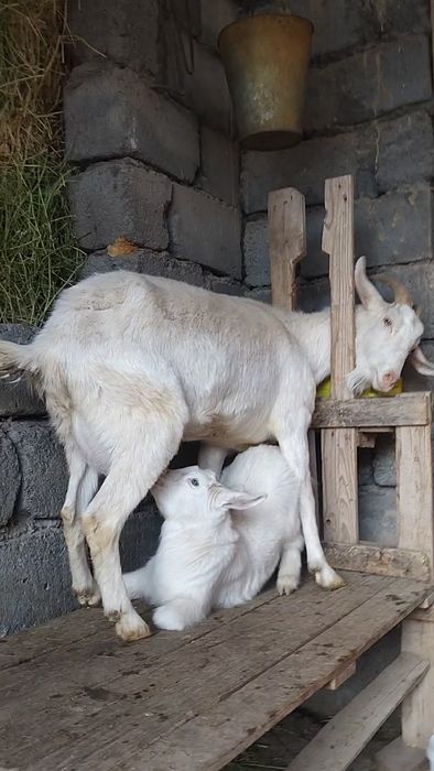 Занен сауынды ешкі  сатылады