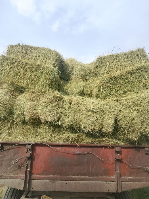 Сено тюкованое, разнотравье
