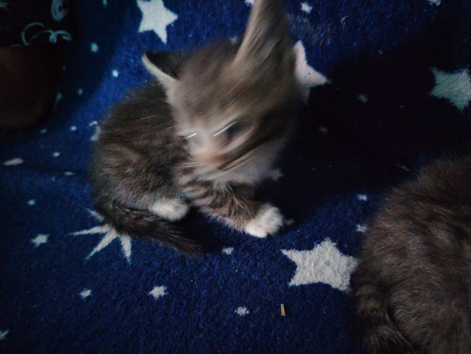Продам бенгальских котят