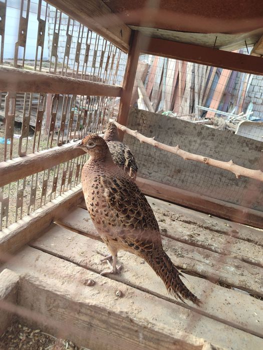 Qirg’ovullar sotiladi