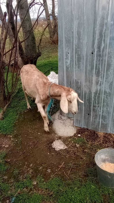 Capre cu lapte si cu iezii Alpine si Anglonubiene