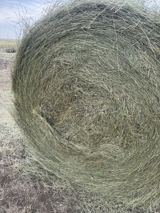 Сено житняк 2025год