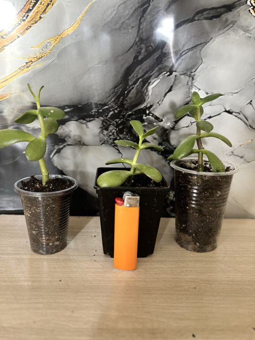 Продам комнатные цветы