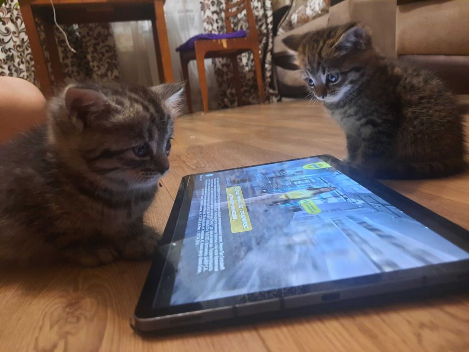 Котята,очень милые