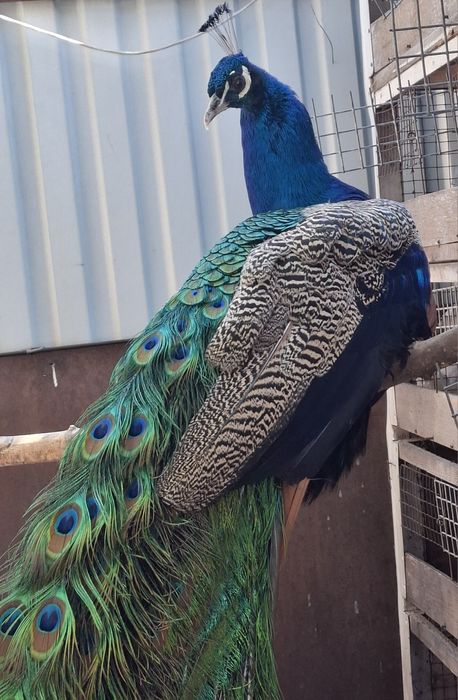 Продам шикарного павлина!