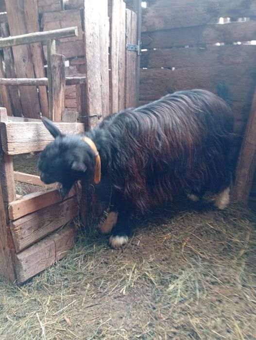 Vând CAPRE bune de Tinut