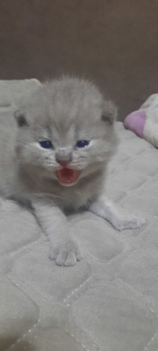 Вязка кот британец