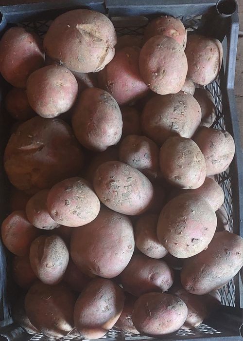 Продам картофель