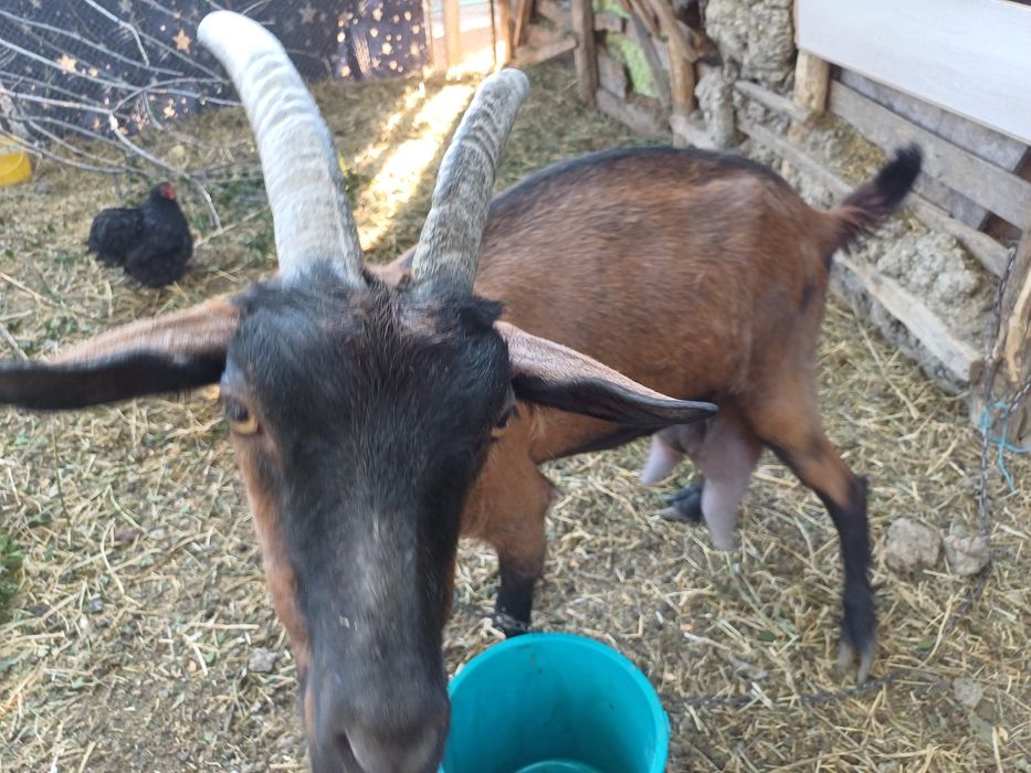 Capra Alpin Francez