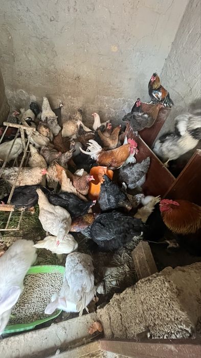 Куры тауык несушки