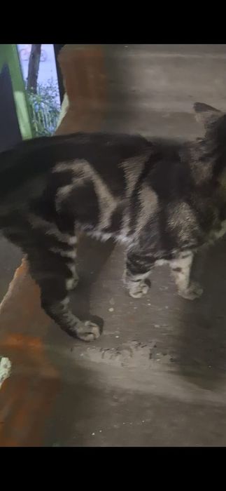 Котик мальчик ищет срочно дом!