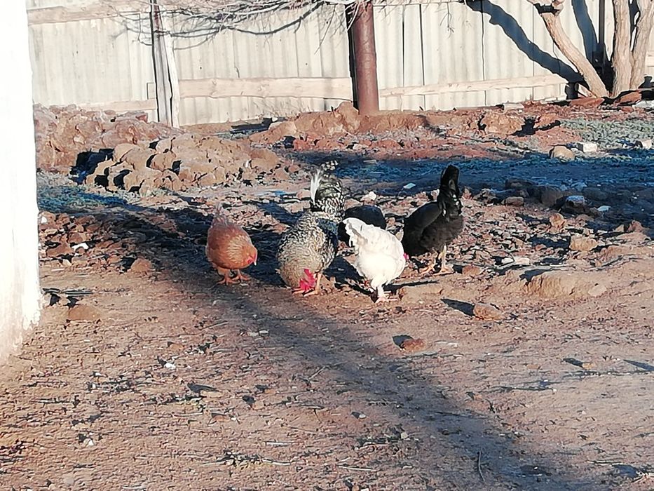 Әтештер сатылады