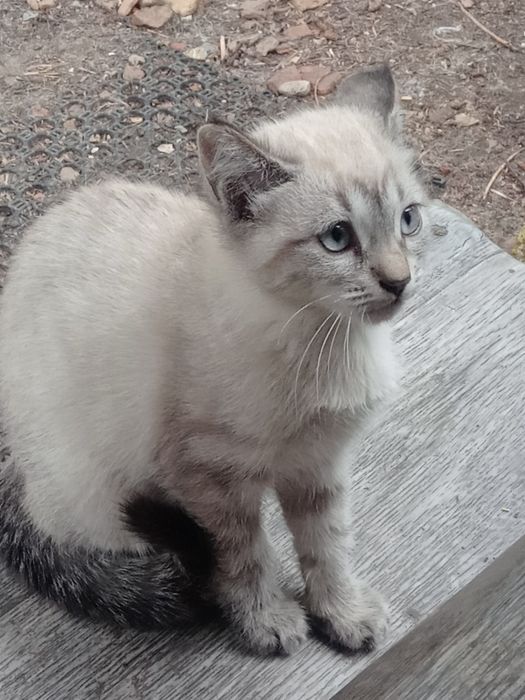 Одам котят в добрые руки,срочно