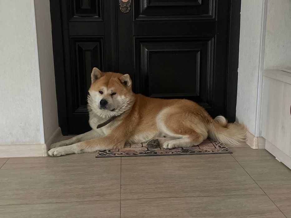 Продаётся щенок Акита Ину