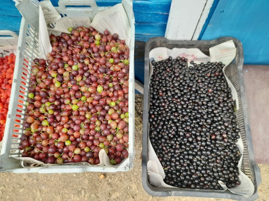 Продам малину,смородину ,крыжовник