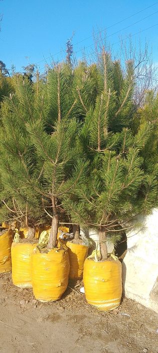 Qirim archalar ham bor