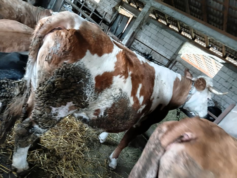 Vand vaca gestanta de 8 luni