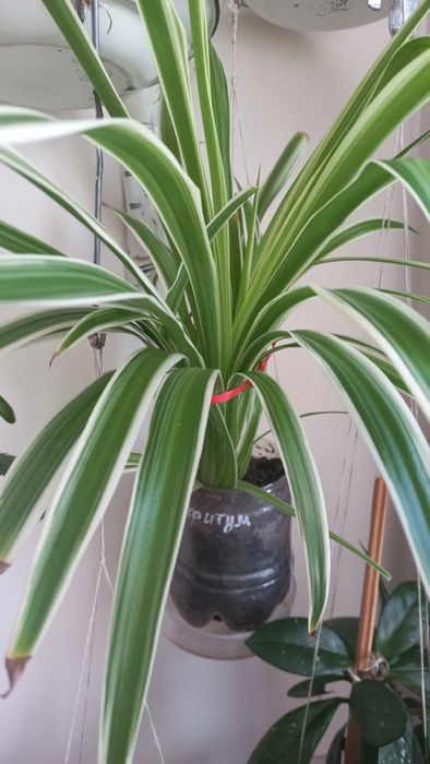 Продам Хлорофитум.