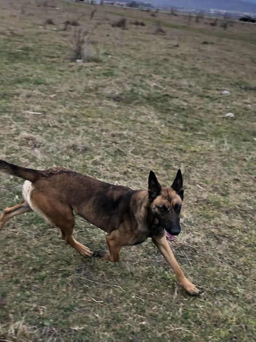 Vand caine "Lup Belgian"