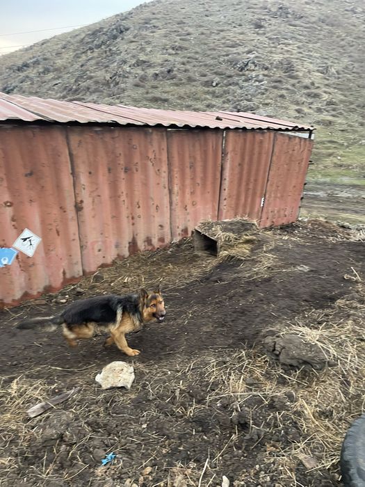 Овчарка сатам сиыр жайады