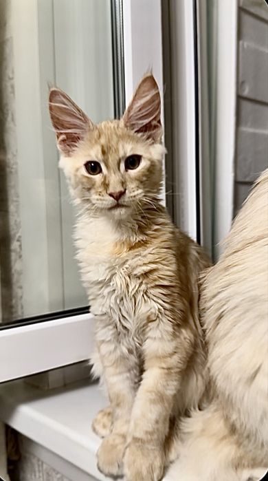 Продам котенка Мейн-кун Костанай